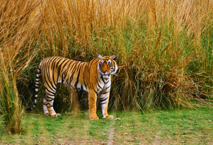 Golden Triangle Tour With Ranthambore