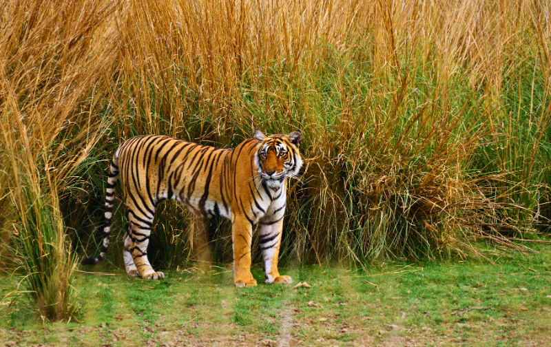 Golden Triangle Tour With Ranthambore